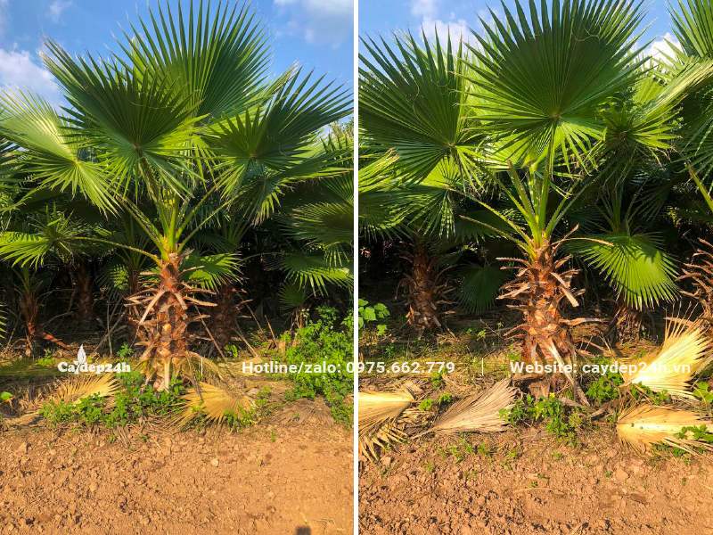 Vườn Cọ Mỹ lóng cao gần 1m được nuôi trồng từ nhỏ tại vườn