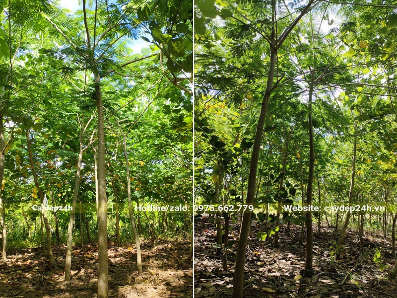 Vườn cây Phượng Vàng đường kính gốc 5 - 8cm, được nuôi trồng từ nhỏ