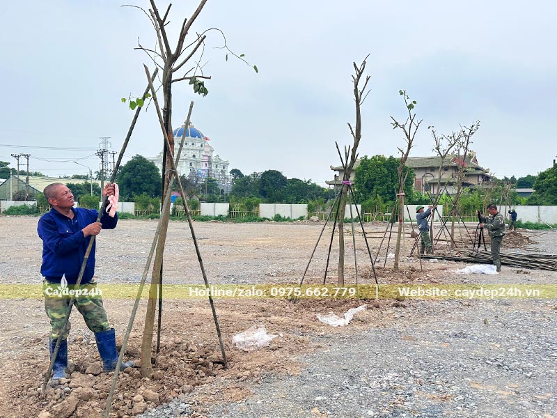 Công nhân đang cắm cọc sống cố định cây hoa ban tây bắc cao 3m