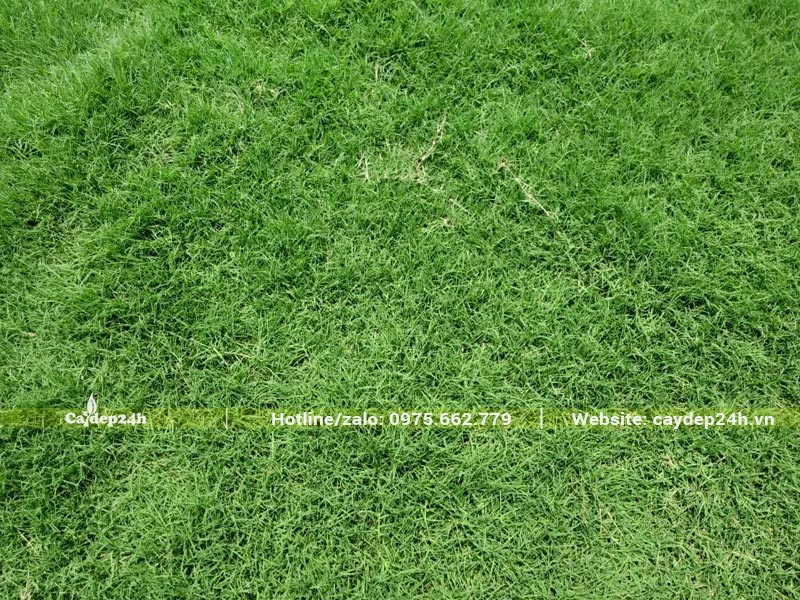 Thảm cỏ trồng sân vườn đẹp, xanh tốt và mật độ phủ nền cao