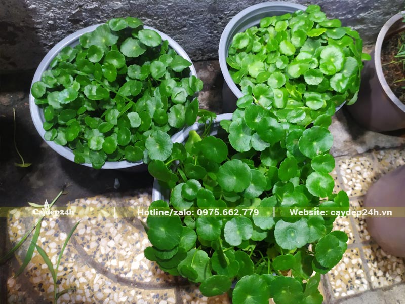 Cỏ Đồng Tiền trồng trong chậu cảnh để trang trí sân vườn