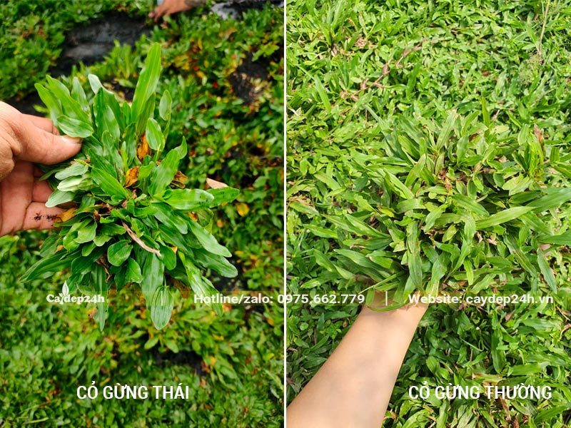 So sánh sự khác nhau của hai loại Cỏ Lá Gừng qua hình ảnh thực tế