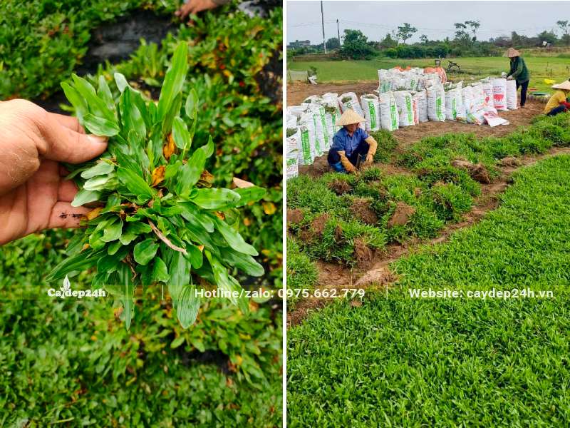 Cỏ Lá Gừng Thái Lan trưởng thành, đang thu hoạch và đóng gói