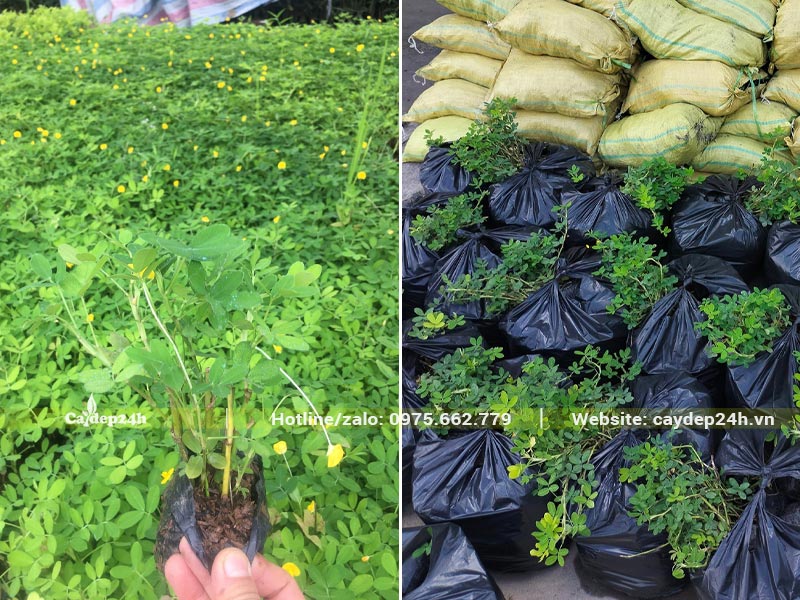 Cỏ Lá Lạc trồng sân vườn có hoa vàng, chiều cao khoảng 15 - 20cm