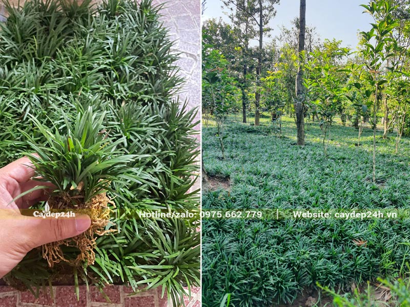 Cỏ Mondo trồng tạo thảm cho khu vườn diện tích lớn