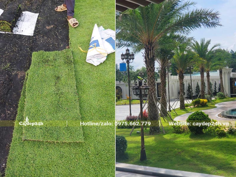 Trồng cây cỏ nhung nhất phủ nền, tạo thảm cho khu biệt thự cao cấp
