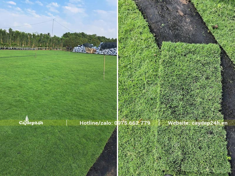 Miếng cỏ Nhung Nhật trồng sân vườn kích thước 30x60cm