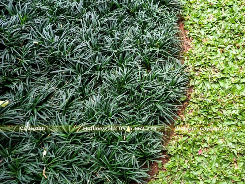 Trồng kết hợp cỏ Lá Gừng và cỏ Mondo phủ nền cho sân vườn biệt thự