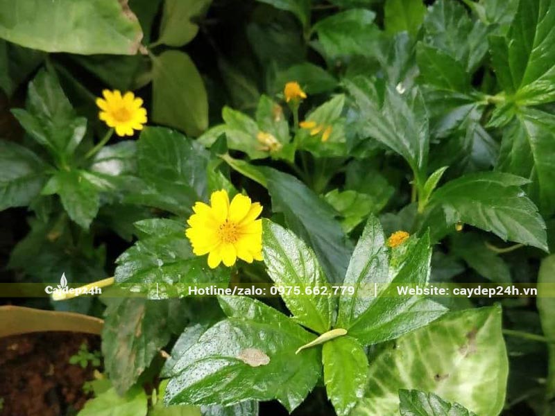 Cây cỏ Xuyến Chi trồng sân vườn đang nở hoa vàng xinh đẹp