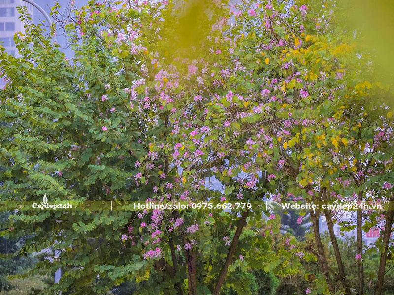 Những cây hoa ban tây bắc lâu năm trồng vỉa hè đường phố để tạo bóng mát