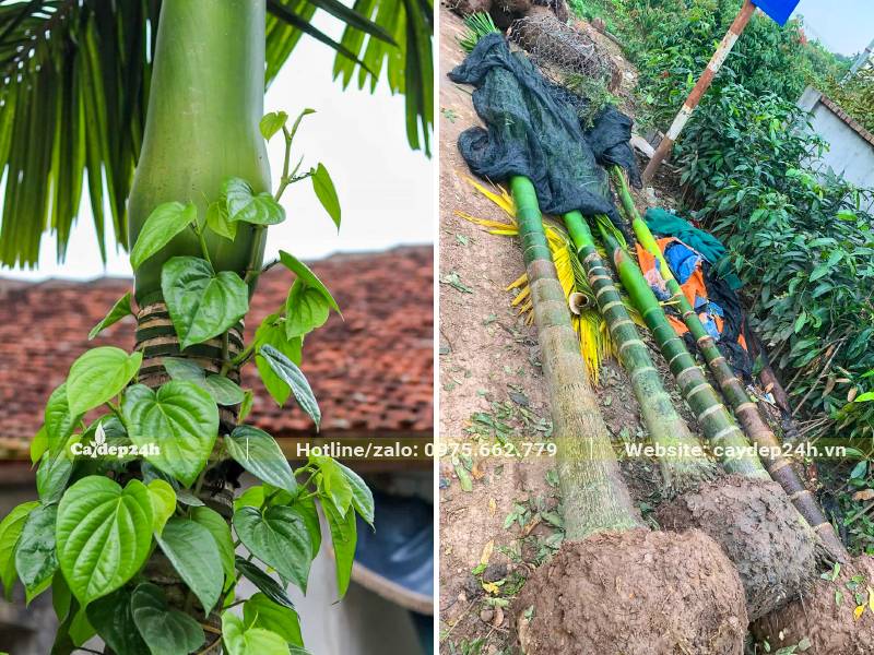 Hình ảnh cây cau và dây trầu luôn đi đôi với nhau