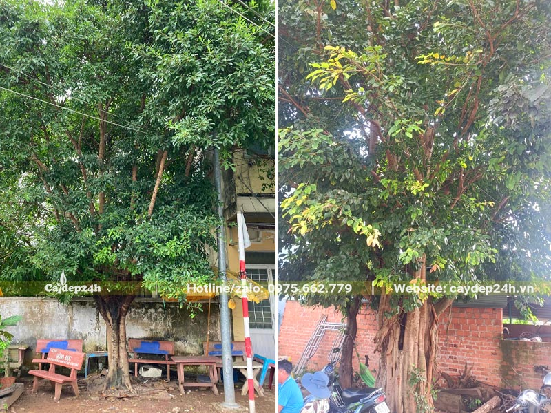 Những cây Sộp cổ thụ trồng trên vỉa hè tạo bóng mát và không gian xanh cho phố phường