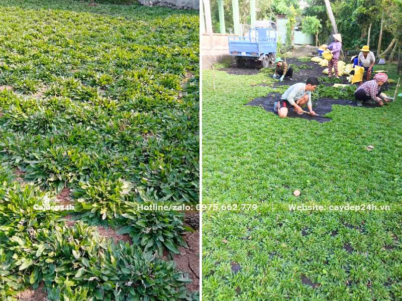 Thi công trồng cây cỏ Lá Gừng Thái Lan