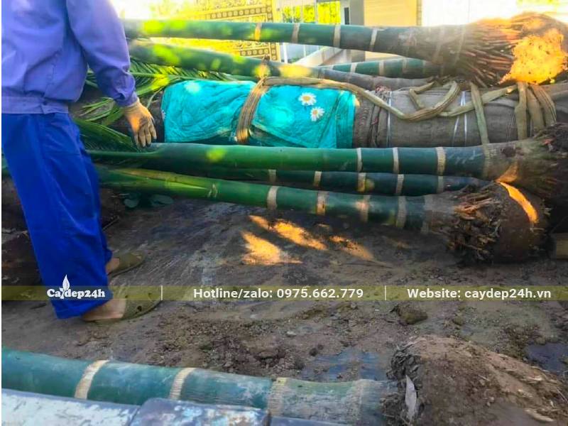 Cây được bó vào với nhau và dùng cần cẩu để di chuyển, nâng hạ
