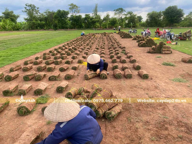 Thu cỏ nhung, cuộn lại để phục vụ trồng trải thảm