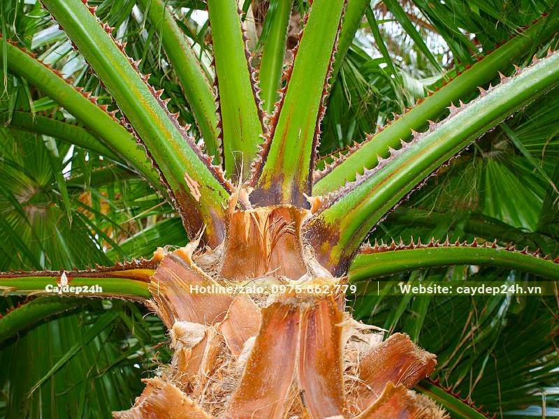 Cuống lá Cọ Mỹ cứng có màu xanh, rìa ngoài có màu nâu và có gai