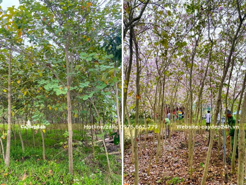 Vườn nuôi trồng số lượng lớn cây Ban Tây Bắc đường kính gốc 5cm