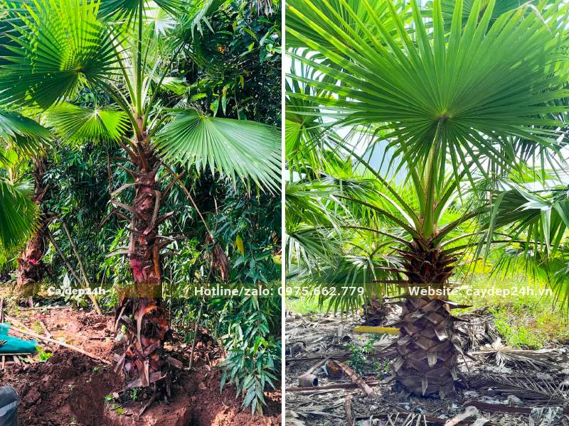 Hình dáng thân và những tàu lá Cọ Mỹ