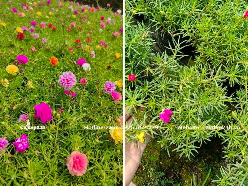 Cây hoa Mười Giờ đẹp, đủ mọi sắc màu