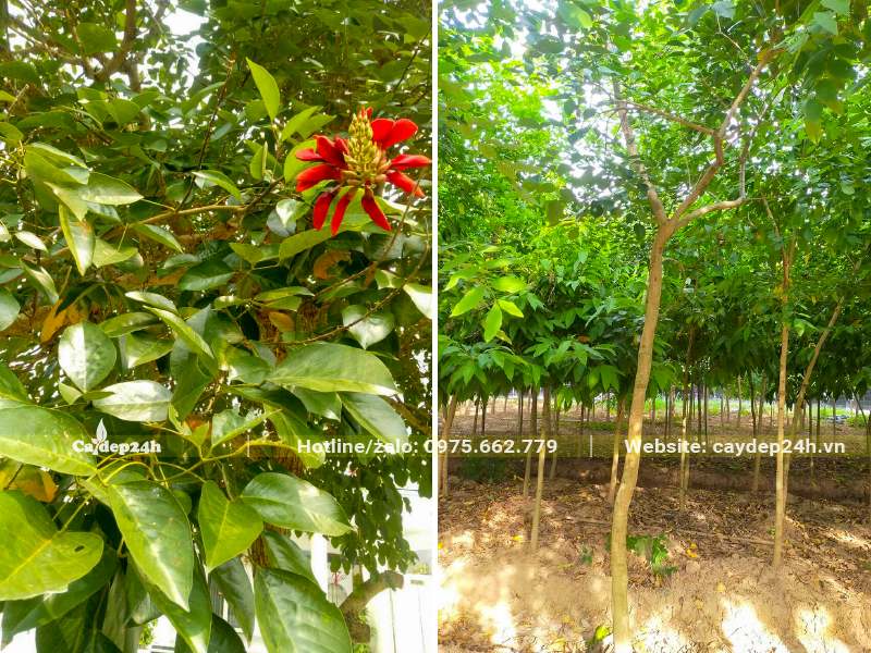 Thân cành và lá của cây Osaka đỏ