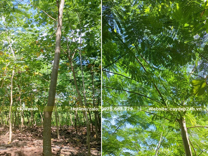 Vườn nuôi trồng cây Phượng Vàng lâu năm, đường kính gốc 5 - 8cm