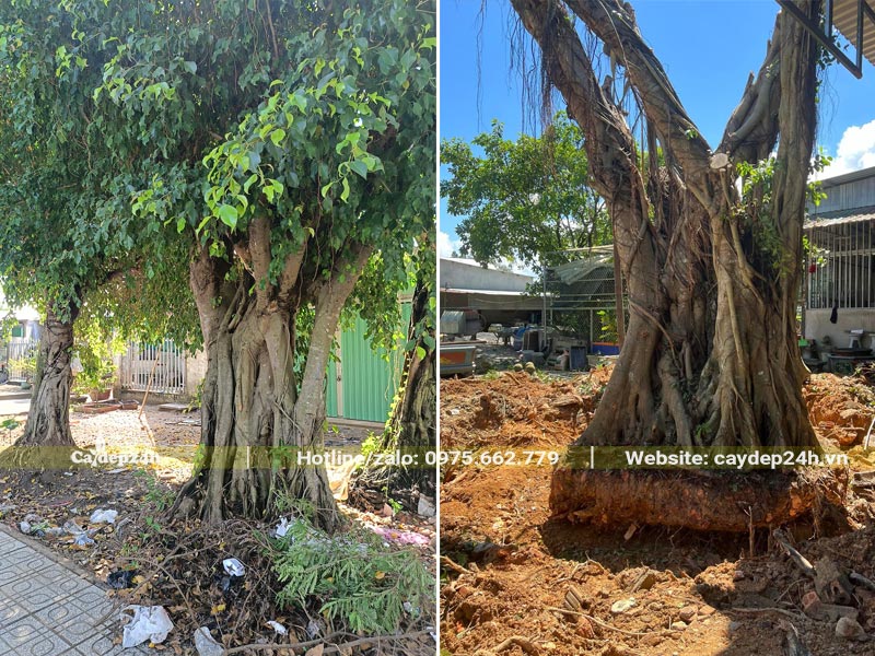 Hình ảnh thân cây Sanh cổ thụ vanh từ 150 - 300