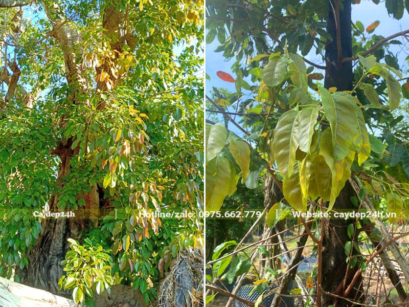 Những chồi non đang ra mơn mởn, màu xanh pha chút nâu khá độc đáo