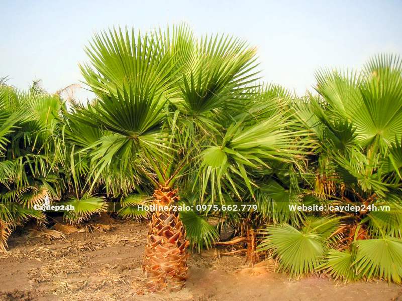 Vườn Cọ Mỹ lóng thân cao 1m, tán lá đẹp tỏa đều