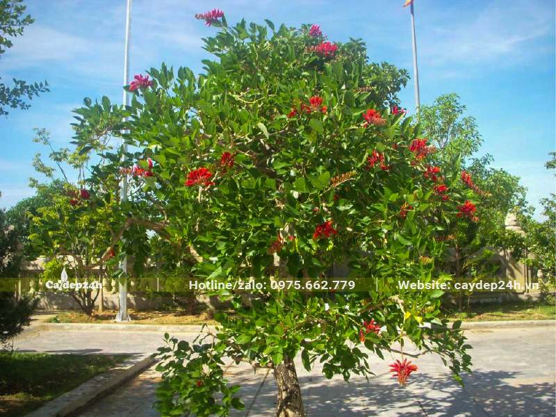 Cây Osaka đỏ đón nhiều ánh nắng mặt trời hoa nở đẹp, màu sắc rực rỡ hơn