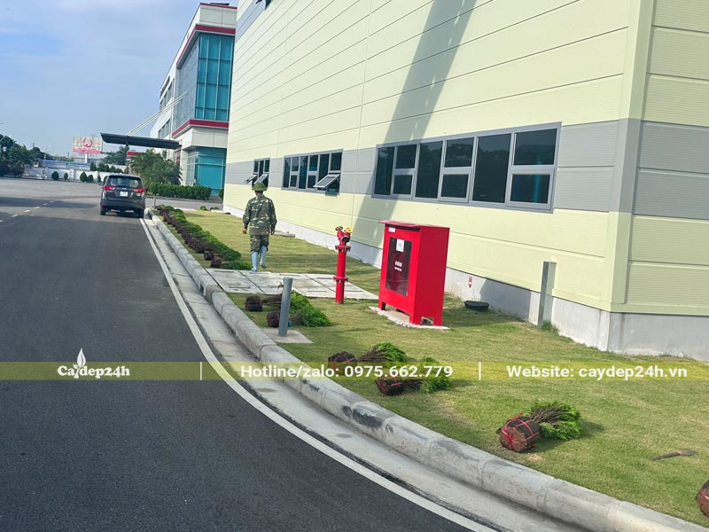 Dải cây theo những vị trí trồng đã được xác định sẵn