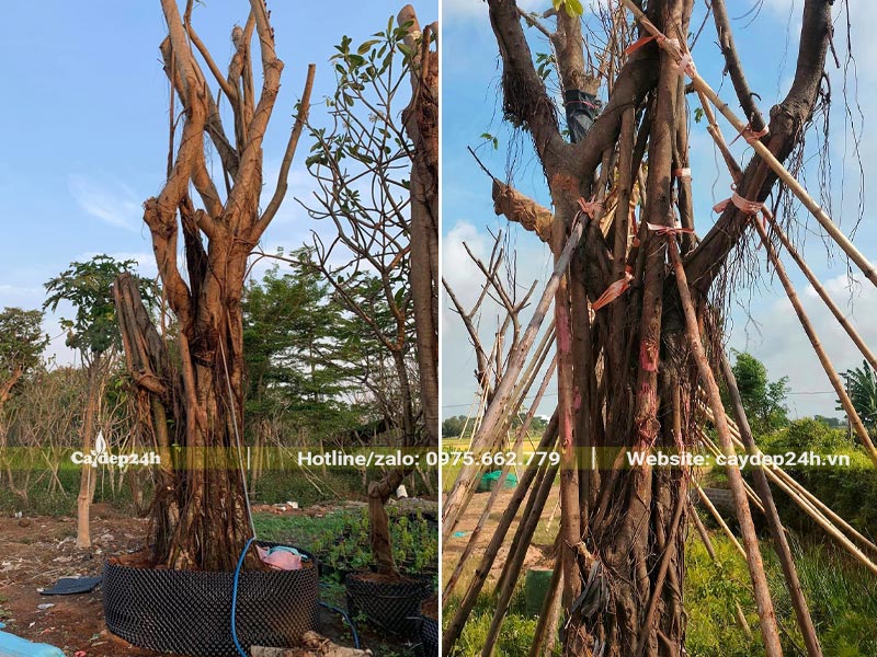 Dâm ủ và chống cọc cho cây Sộp lâu năm đường kính gốc 45 - 50cm