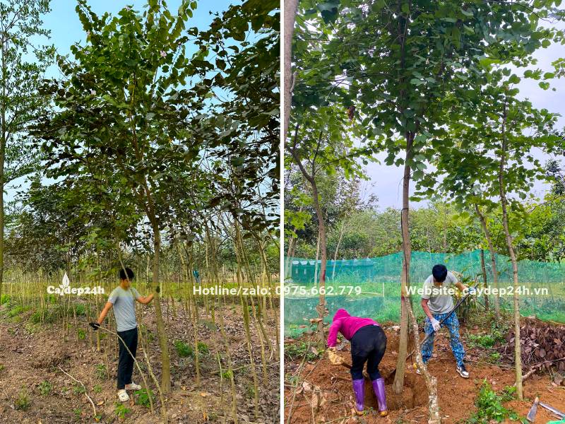 Công nhân đang đào đất, bứng bầu cây Ban Tây Bắc đường kính gốc 12 - 15cm