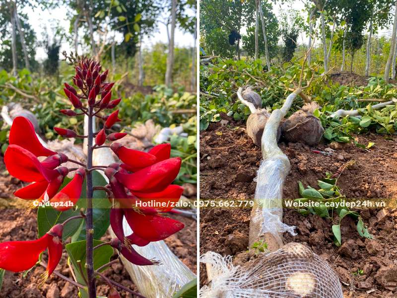 Bứng nóng cây Osaka đỏ đường kính gốc 10cm, cao 4.5m