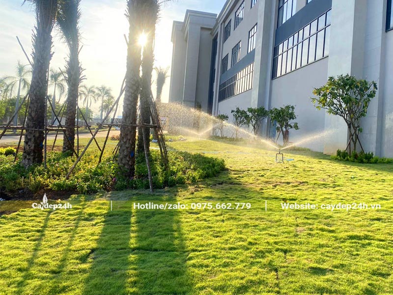 Tưới nước cho thảm cỏ Nhung Nhật mới trồng bằng hệ thống vòi phun tự động 