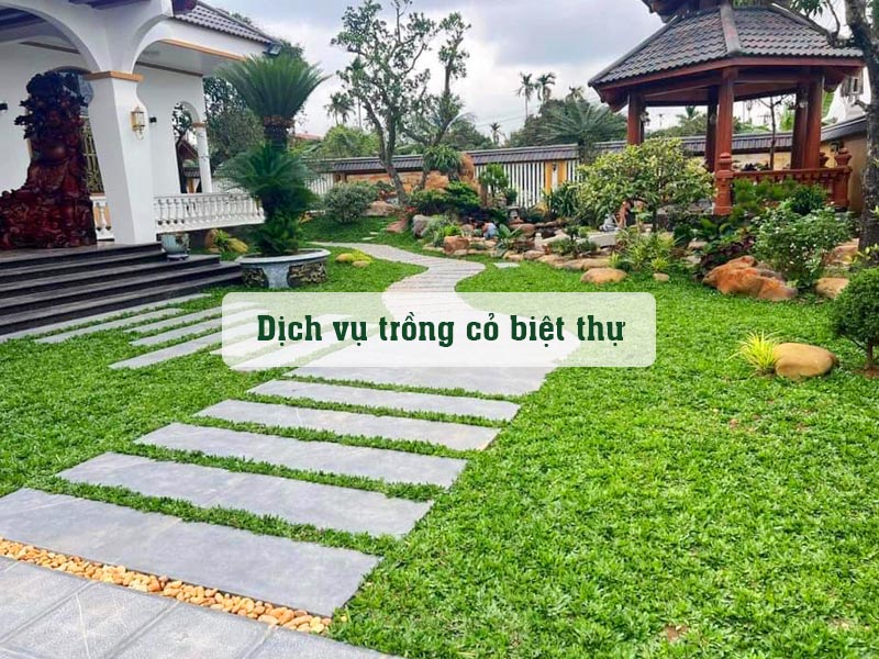Thi công dịch vụ trồng cỏ Lá Gừng cho sân vườn biệt thự