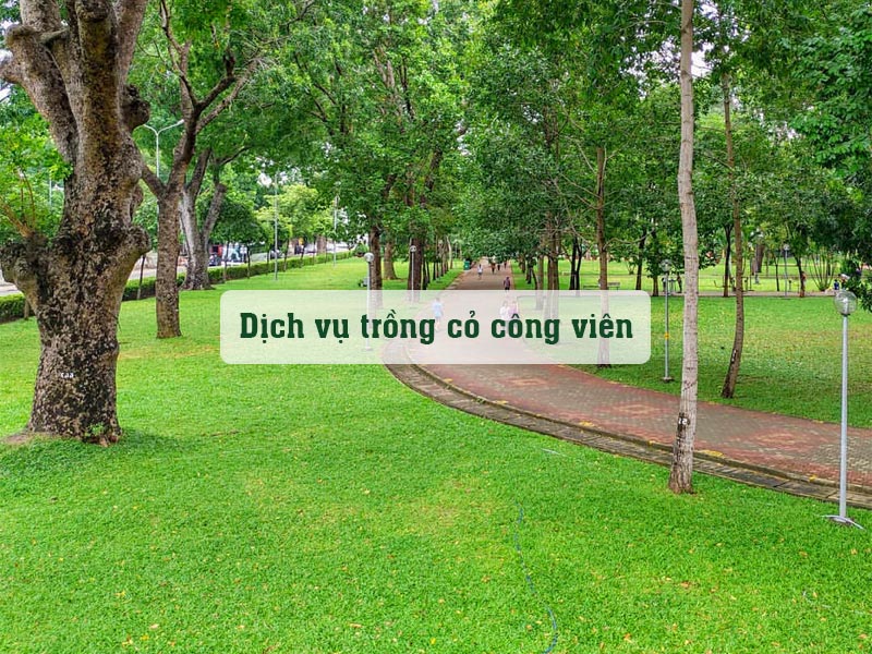 Thảm cỏ xanh mướt che đi toàn bộ những mảng đất trống trong công viên