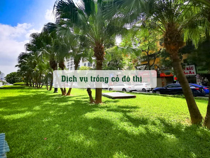 Trồng cỏ ở dải phân cách đường phố đô thị