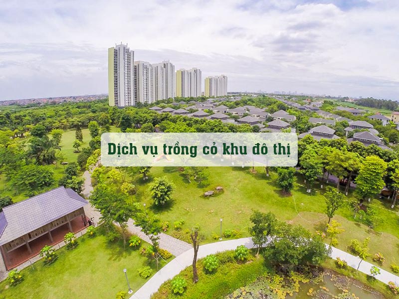 Dịch vụ trồng cỏ cho khu độ thị quy mô hàng trăm hecta