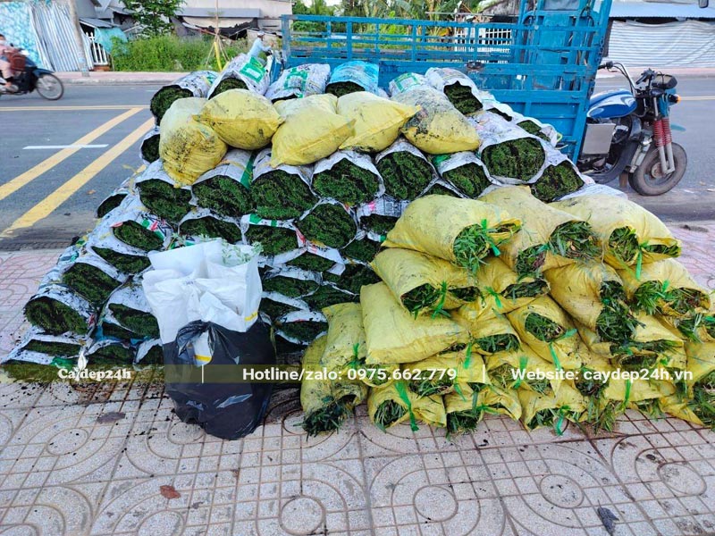 Cỏ Nhung Nhật và cỏ lá Gừng tập kết ở công trình