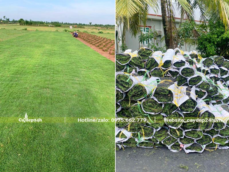 Cỏ Nhung Nhật được thu thành từng cuộn để trồng trải thảm
