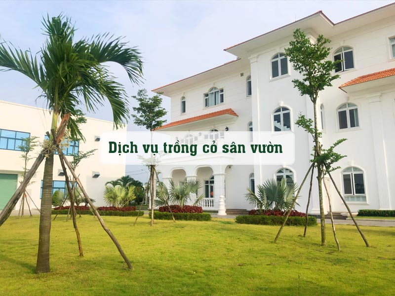 Thi công dịch vụ trồng cỏ sân vườn quy mô lớn