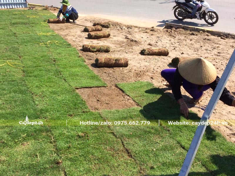 Trồng thảm cỏ nhung đô thị