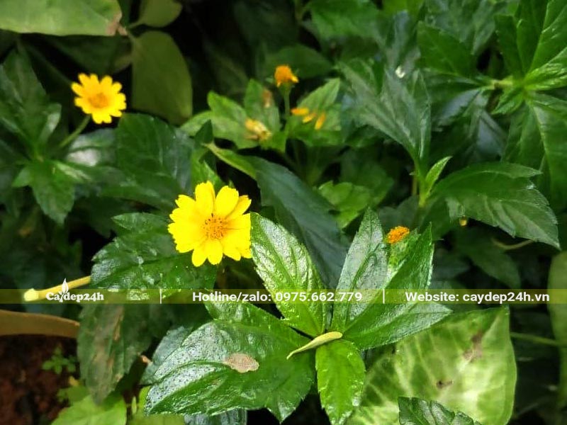 Thi công dịch vụ trồng cỏ Xuyến Chi có sắc hoa vàng rực rỡ