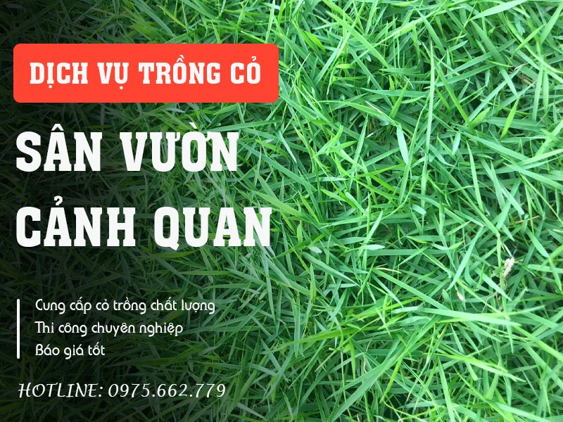 Dịch vụ trồng cỏ sân vườn và cảnh quan trọn gói từ A-Z