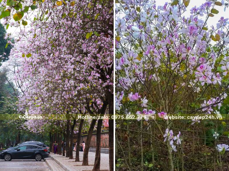 Hoa Ban Trắng nở rộ, cả tán cây được bao trùm bởi sắc hoa màu trắng hồng