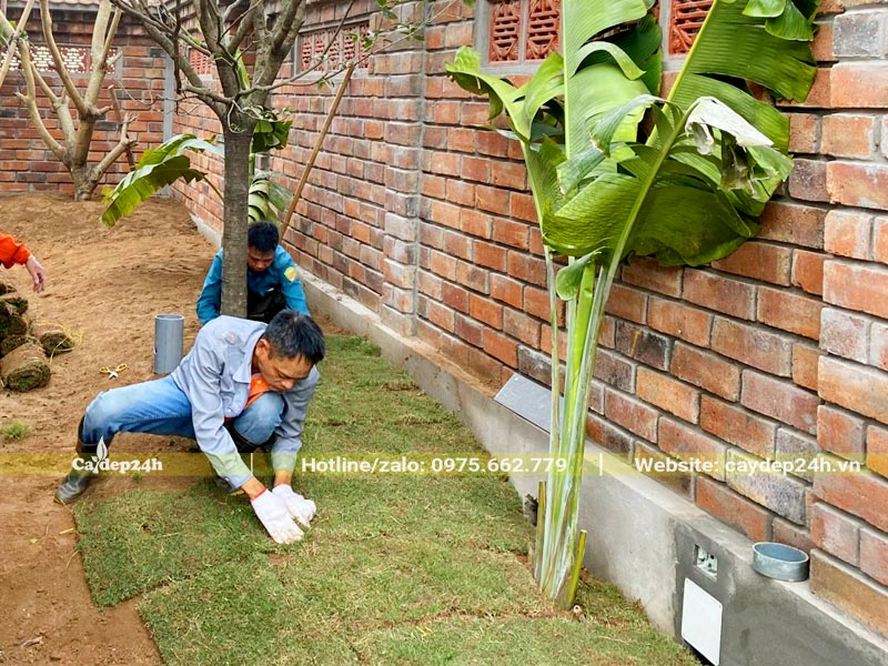 Công nhân đang ghép từng miếng cỏ kích thước 30x60cm