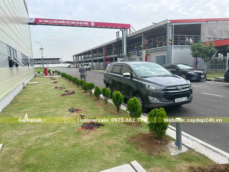 Một đường viền bằng cây Trắc Bách Diệp đã trồng xong, khoảng cách giữa các cây là 1m