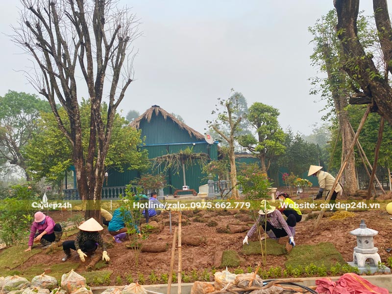 Công nhân đang trải thảm cỏ Nhung cho khu tiểu cảnh của một vườn sinh thái