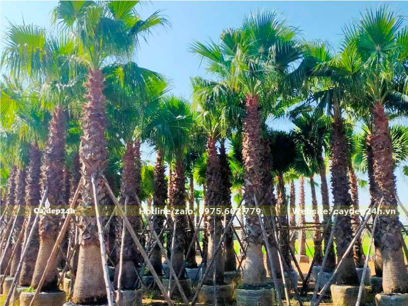 Hàng chục cây Cọ Mỹ lóng cao 4m trở lên, đang dưỡng ủ bầu