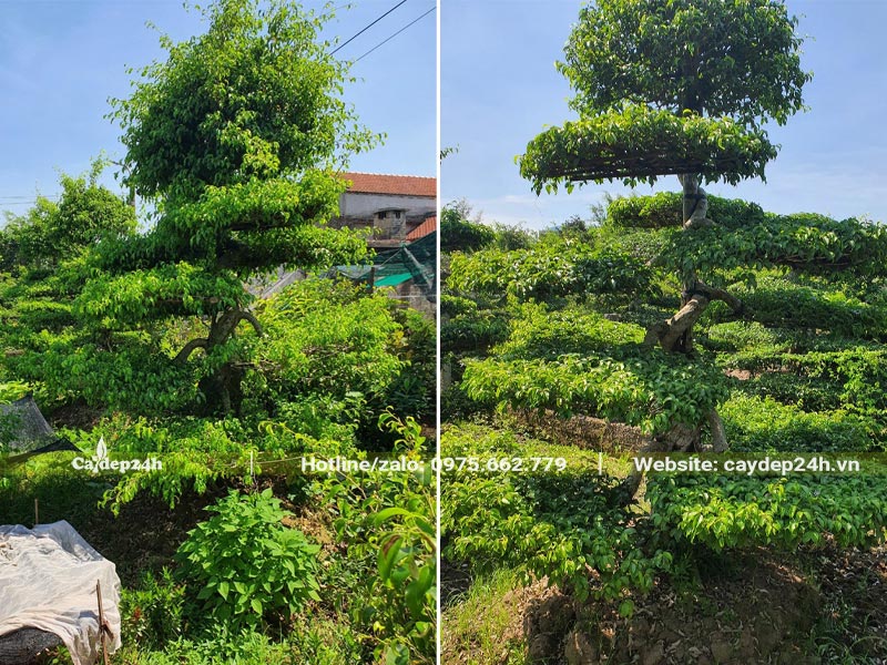 Những cây Sanh đã tạo dáng, tạo thế đẹp, chiều cao từ 2 - 2,5m